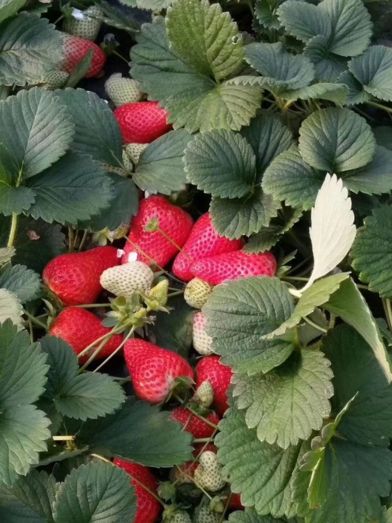 华艳草莓苗品种介绍图片