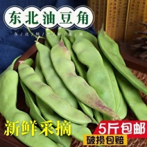 东北将军一点红油豆！油豆角大量现货欢迎骚扰！支持全国一件