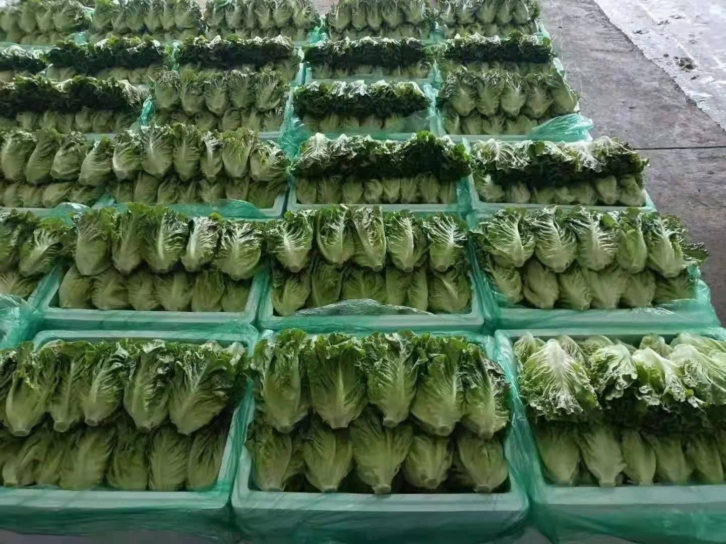 现代连锁超市冷藏区货架,陈列着透明塑料盒装的即食散叶生菜,左侧为标注'Lollo Rosso - Red Leaf Lettuce'的深红色叶片产品,右侧为'Salad Bowl Green'的鲜绿色叶片,包装上有营养成分标签和有机认证标识,背景可见价格标签和条形码 超市货架上的红绿生菜包装产品对比