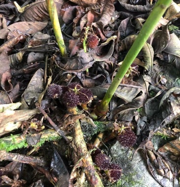 雲南省馬關縣滇砂仁出售量大果好