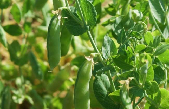 荷兰豆植株不同生长阶段对比图