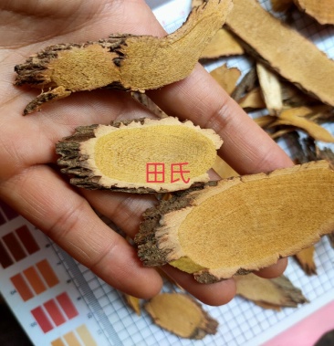 野生中药材铁包金根乌金藤老鼠耳无硫狗脚利勾儿茶乌龙根