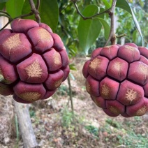 黑老虎果
