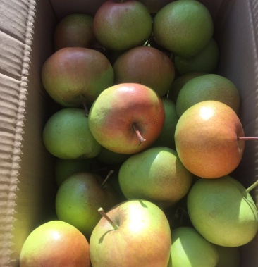 大量批发吉林延边龙井苹果梨自家果园100万斤