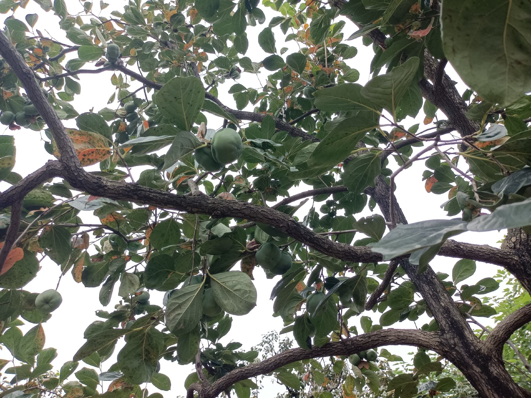 单个炮弹柿特写