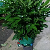 平安树大型绿植基地直销精品绿植盆栽当天下单当天发货