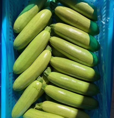 精品西葫芦 西葫芦 小占瓜 绿皮小瓜 货源充足 全国代发