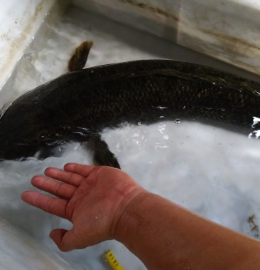 [黑鱼批发]黑鱼价格20.00元/斤 - 一亩田