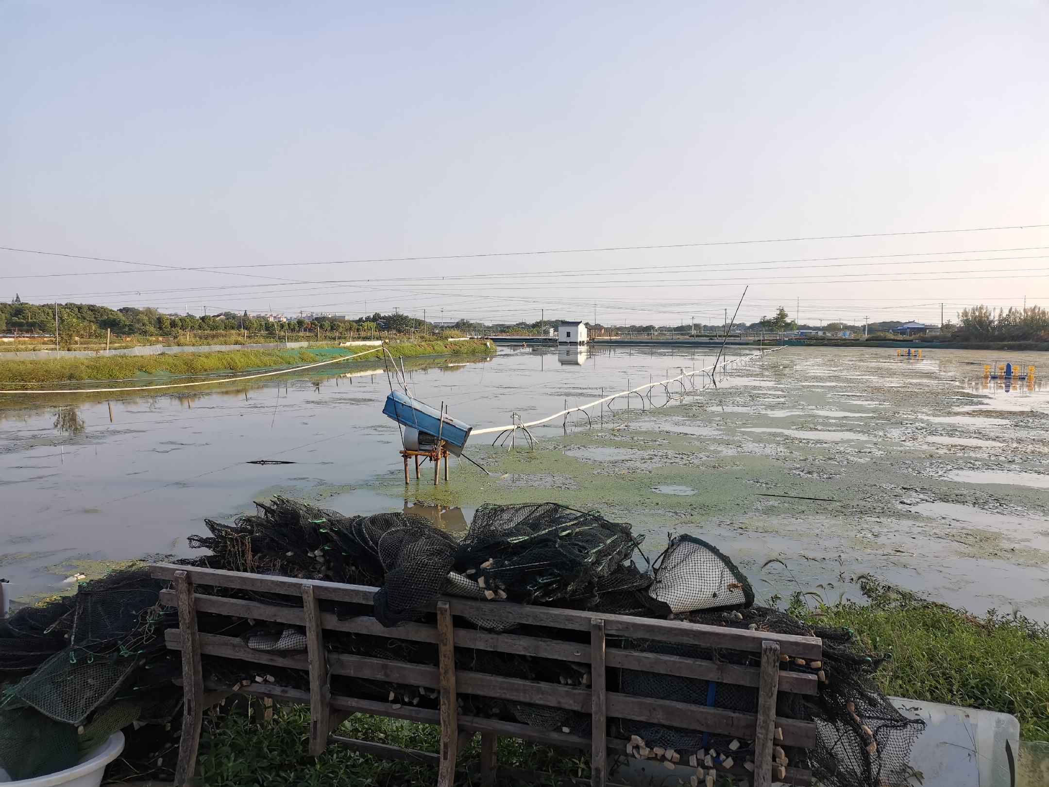 大闸蟹鲜活状态对比图