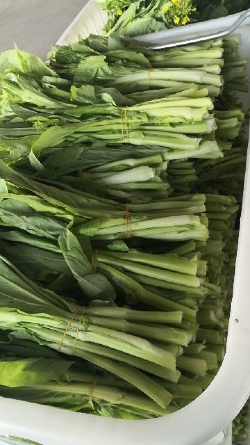 菜苔,白菜苔!荆州市鲜鲜正农产品股份有限公司