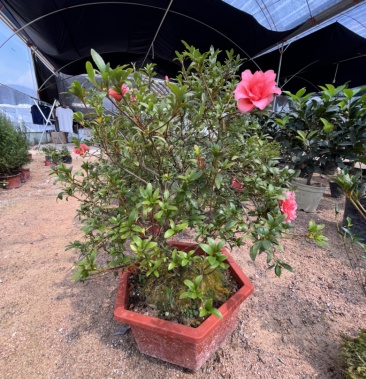 皋月杜鹃红万重,原生老桩