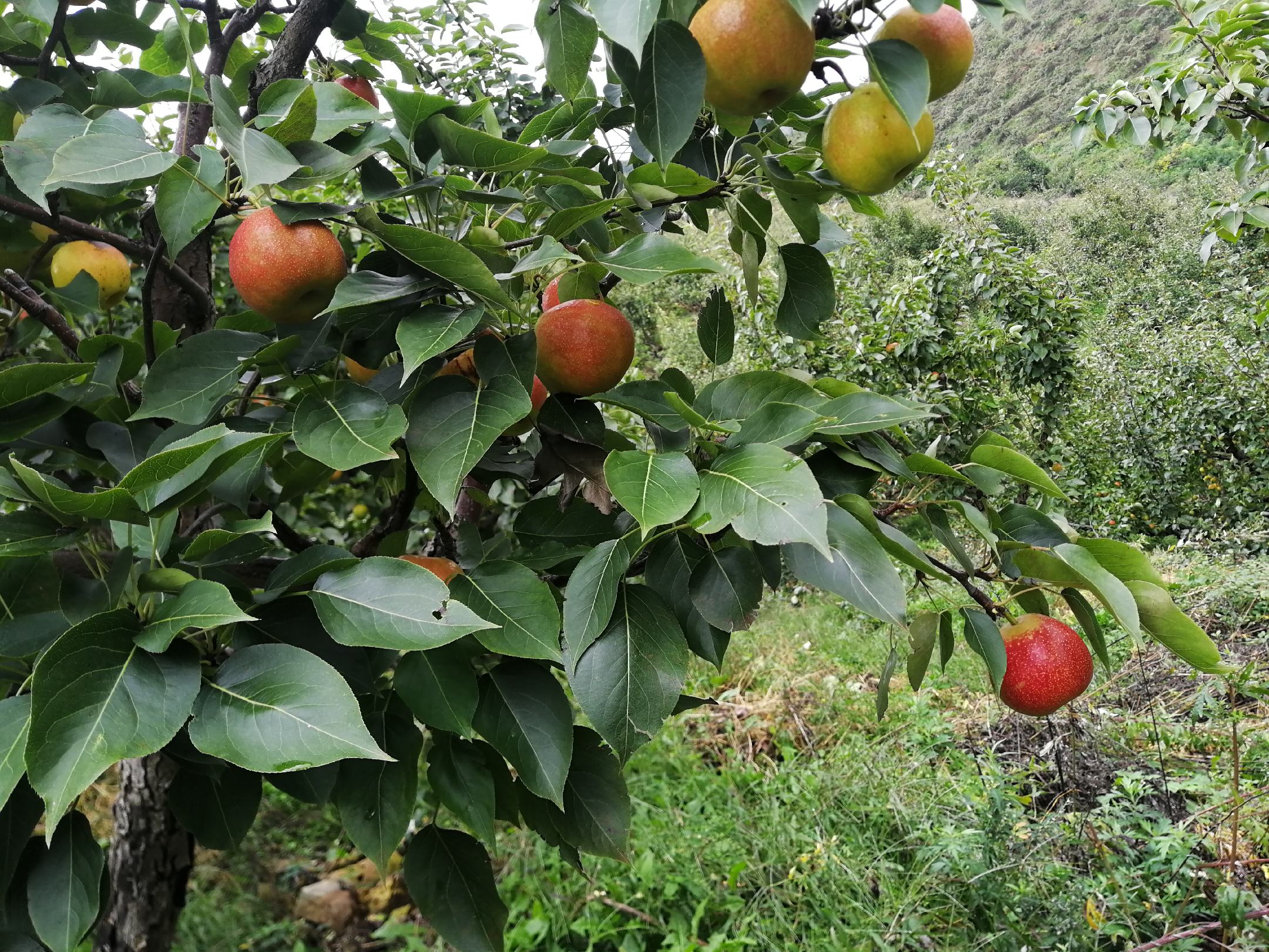 特写摄影:盛放于竹编浅筐中的成熟南果梨,果实饱满呈金黄底色覆胭脂红晕,果皮光洁无皱,果梗翠绿挺立,表面可见细密果点与薄层天然果粉,背景虚化呈现辽宁千山秋日林缘环境 新鲜采摘的辽宁地理标志南果梨软果特写