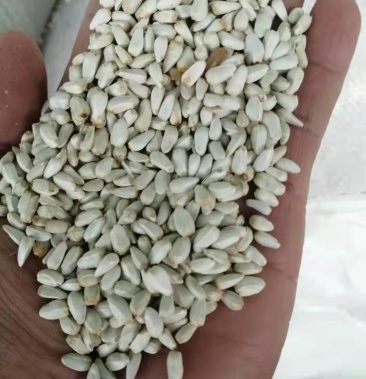优质哈萨克斯坦红花籽