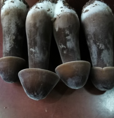 黑皮鸡枞菌厂家直销