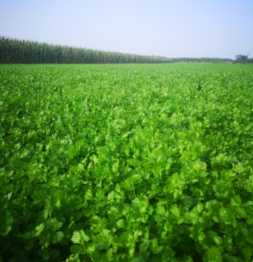 [香菜批发]香菜价格2.50元/斤 - 一亩田