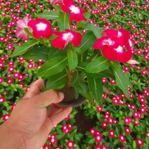 青州长春花批发产地直发供应优质长春花一手货源