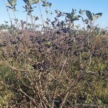 黑果花楸