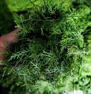 侧柏叶 天然采摘 冶疗黑发 量大从优