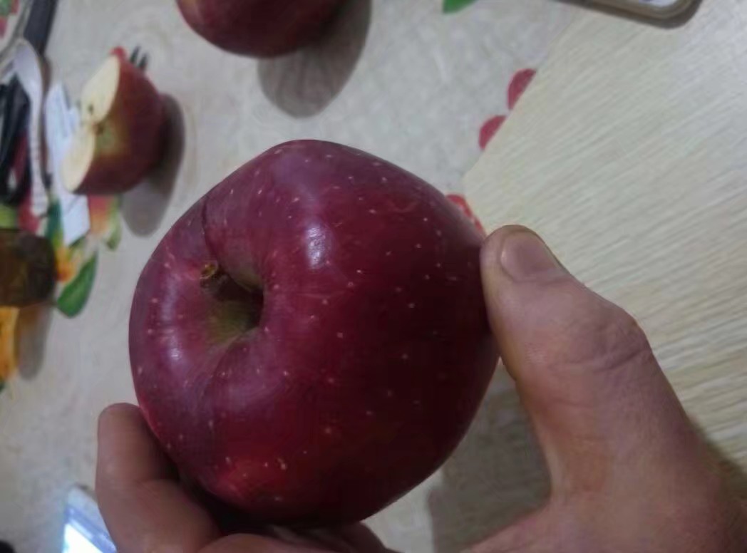 一个被纵向剖开的花牛苹果,显示内部结构:果肉呈乳白色,质地细腻均匀,中心柱小而紧凑,种子呈深褐色椭圆形,周围无明显糖心或褐变区域,背景为浅灰色纹理桌面,突出切面细节 花牛苹果切面展示图