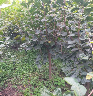 [黄栌批发]黄栌价格9.00元/棵 - 一亩田