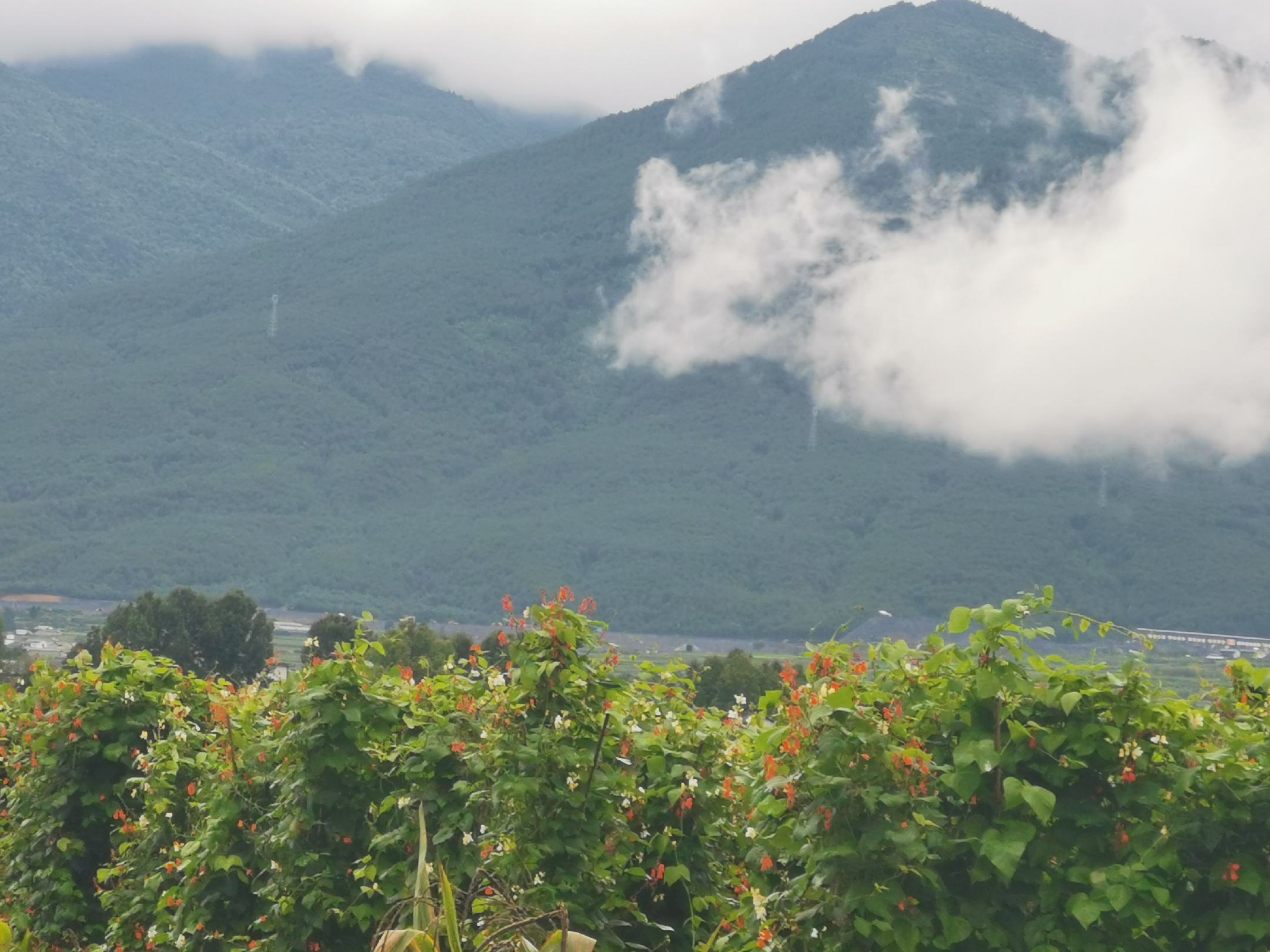 云豆147田间生长实景图
