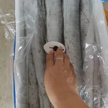 刀鱼，灯光船冻鲜度极好，厂家直销欢迎各位老板下单
