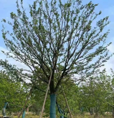 [朴樹批發]風景樹陽光園林價格2600.00元/棵 - 一畝田