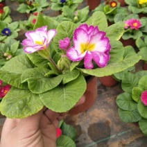 报春花盆栽四季开花室内室外阳台花卉庭院植物耐寒绿植带花苞