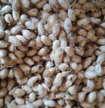 自家山上茧蛹200斤