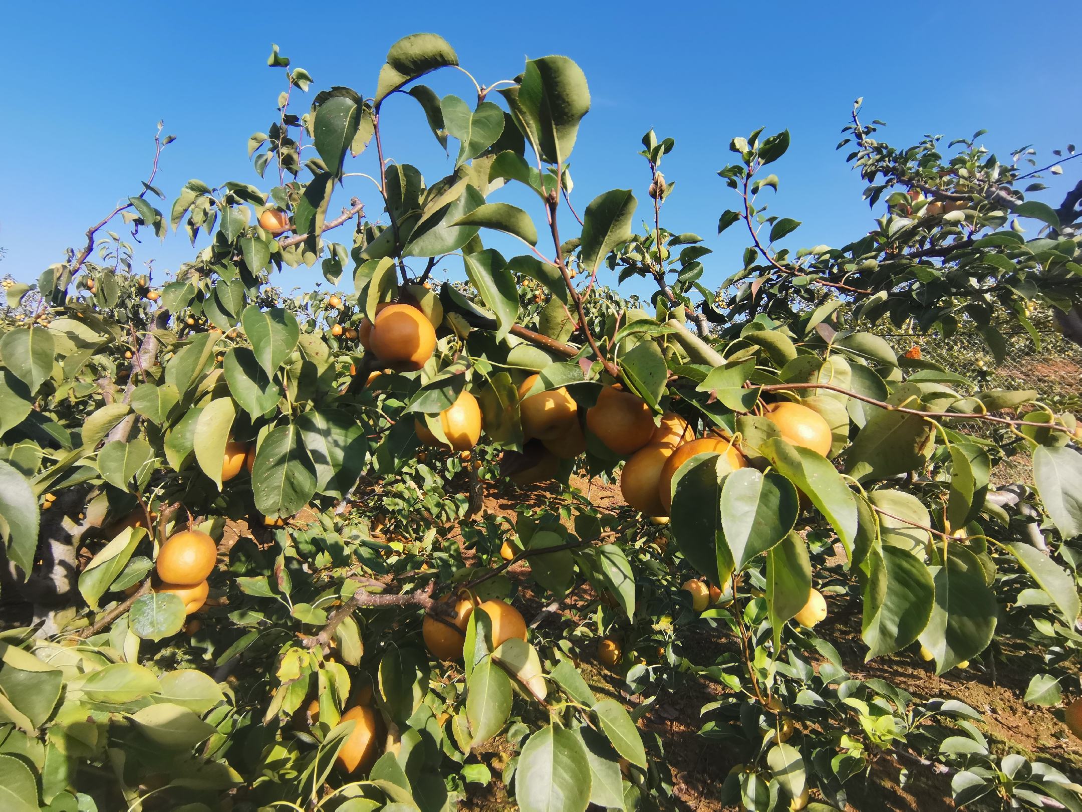果园中挂满黄澄澄的鸭梨的果树全景