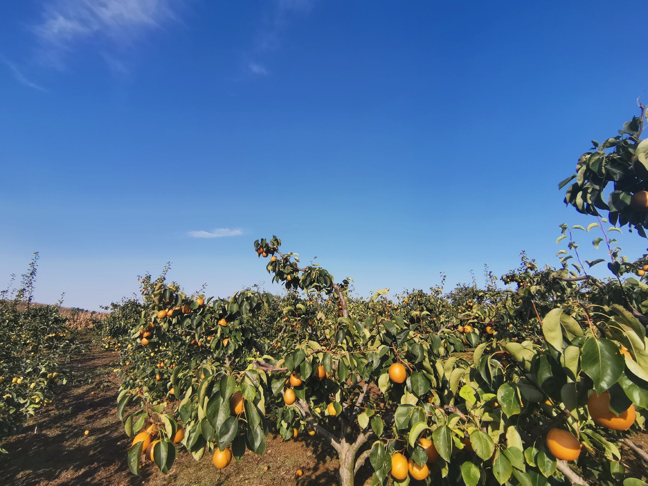 秋季丰收时节,农民在果园中采摘成熟的大个鸭梨,金黄色的果实挂满枝头,竹筐里堆满新鲜梨子,背景是蓝天白云和整齐排列的梨树,现场洋溢着喜悦氛围 鸭梨丰收场景