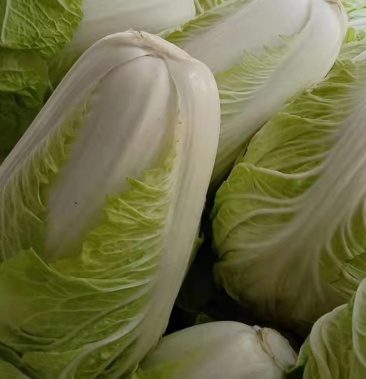 精品河南通许夏阳白菜,小颗234斤.质量好货量大商超品质