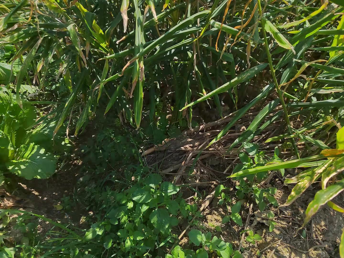 生姜土壤健康检测与生物熏蒸作业