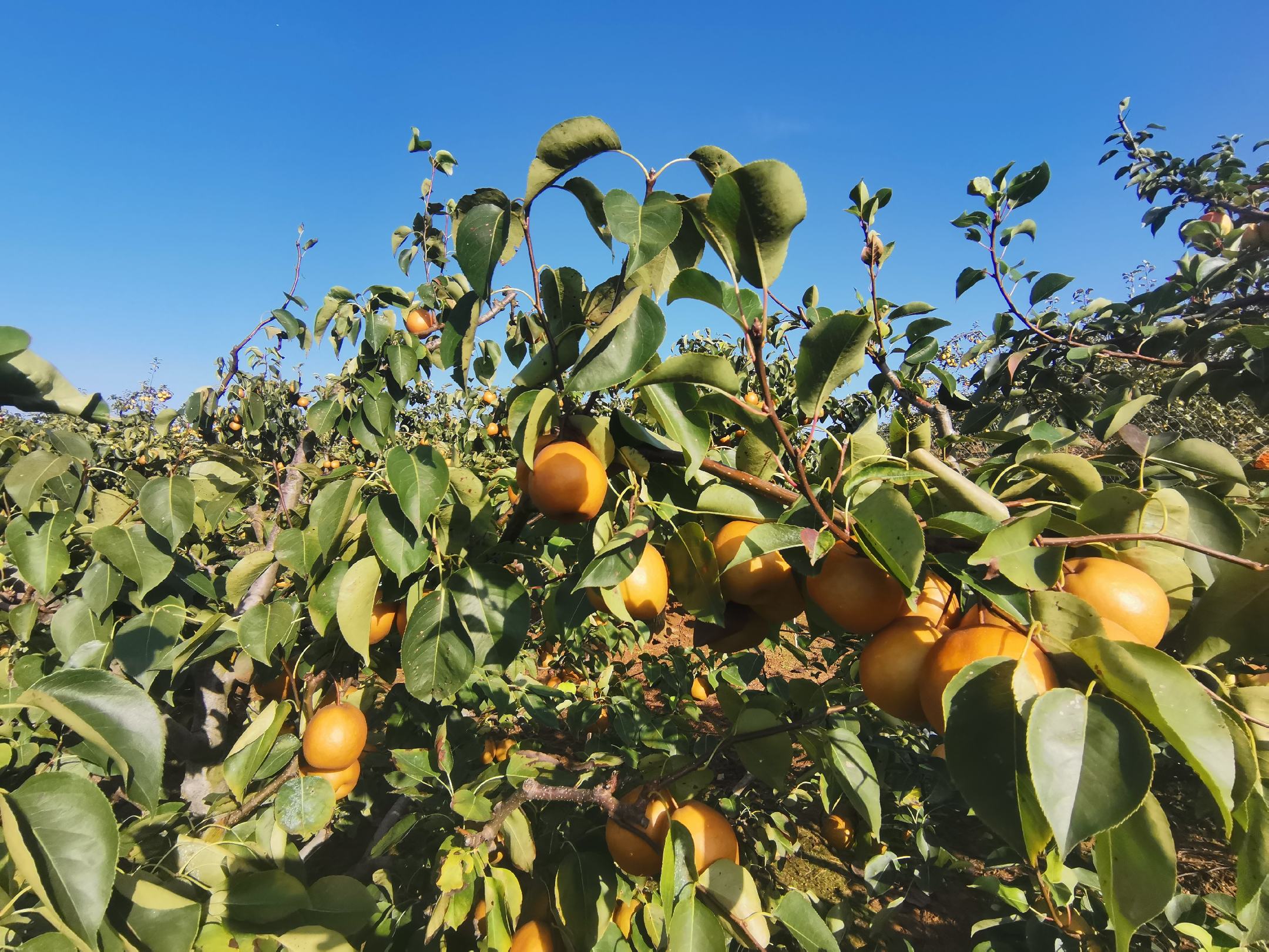 一片阳光明媚的果园中,挂满红彤彤的七月红梨,果实饱满诱人 七月红梨果园成熟景象