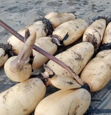 美人红莲藕大量上市欢迎各位老板前来批发