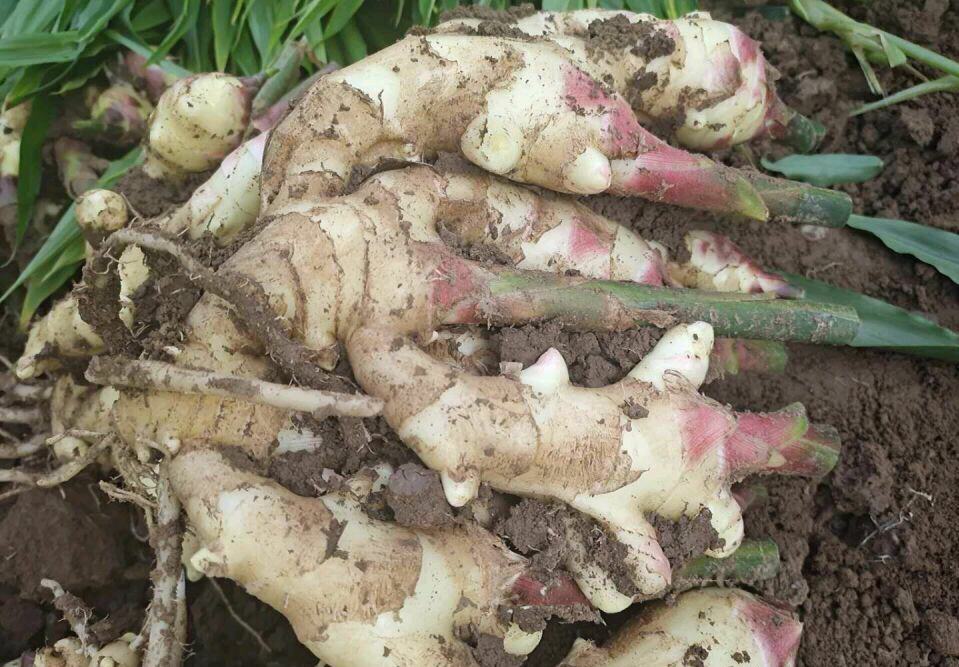 农民正在田间采挖黄花大苞姜,土壤松软呈红褐色,新鲜出土的姜块饱满多节,表面带有泥土,工人使用锄头小心挖掘,背景为山区丘陵地貌和成片姜田 黄花大苞姜采收现场