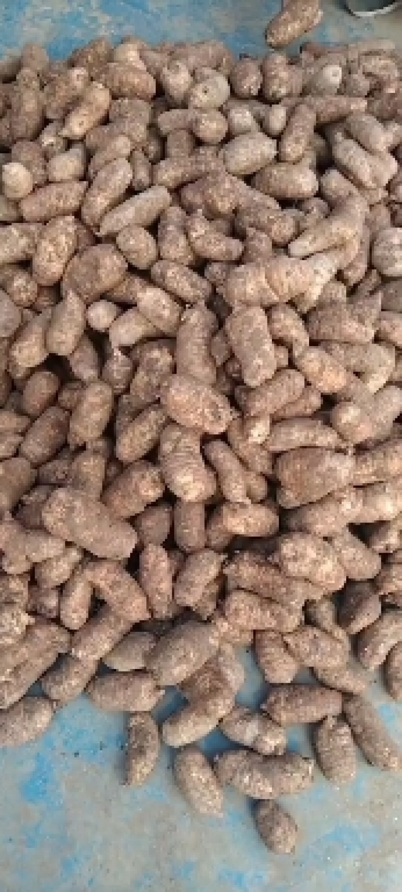 云南邵通特产小草坝当季新鲜天麻正宗乌红杂交天麻仿野生品质