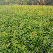 木荷苗，江西一年木荷小苗，木荷芽苗，产地价格
