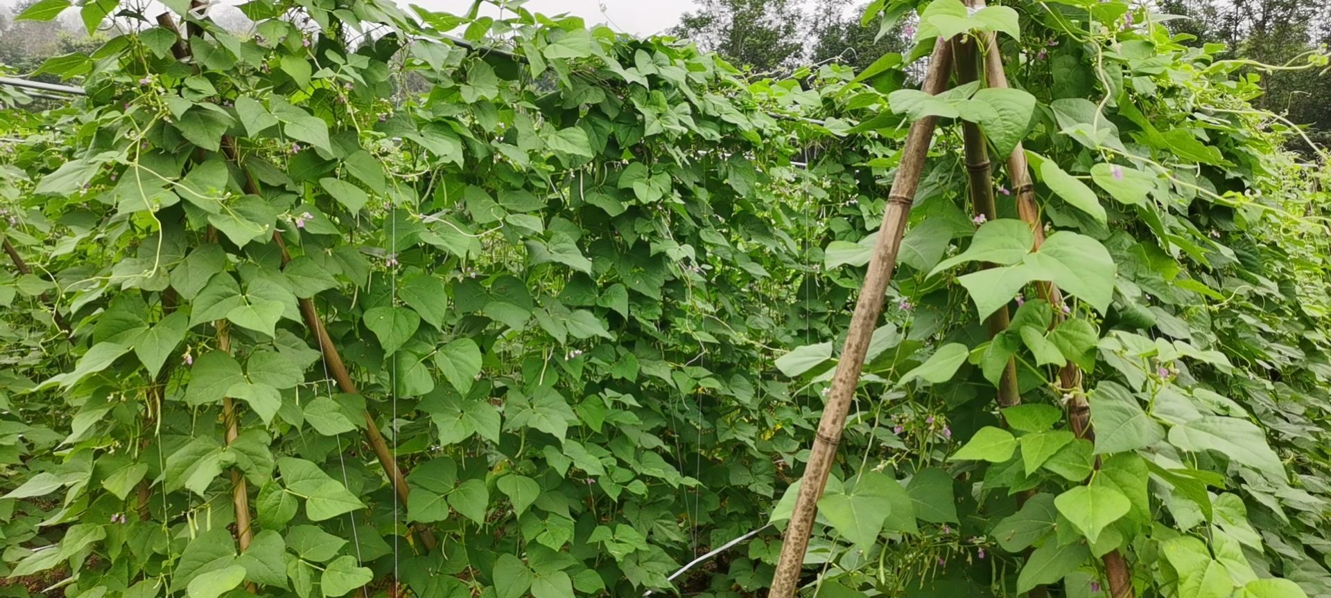 白花四季豆盛开在藤蔓之间