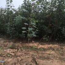 河北地径1公分地径1公分山杏地径1公分欢迎采购