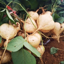 天然新鲜豆薯源头供应量大优惠欢迎电话咨询