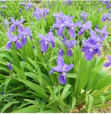[蓝花鸢尾批发]野生扁竹兰,价格0.05元/棵 - 一亩田