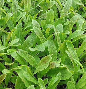 [莴笋苗批发]红杉香莴价格0.26元/棵 - 一亩田