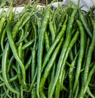 [线椒批发]黑条线椒价格3.00元/斤 - 一亩田