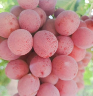 新疆博乐83团的红提葡萄