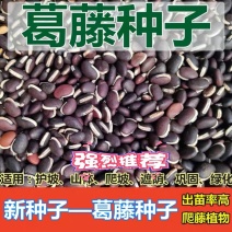 葛藤种子边坡绿化护坡植物野葛藤发芽率90以上
