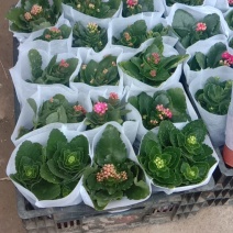 山东青州，长寿花，基地直发，大量有货，欢迎咨询选购