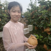 晚秋黄梨，开园了！欢迎新老客户前来采购！回头客商特别多！