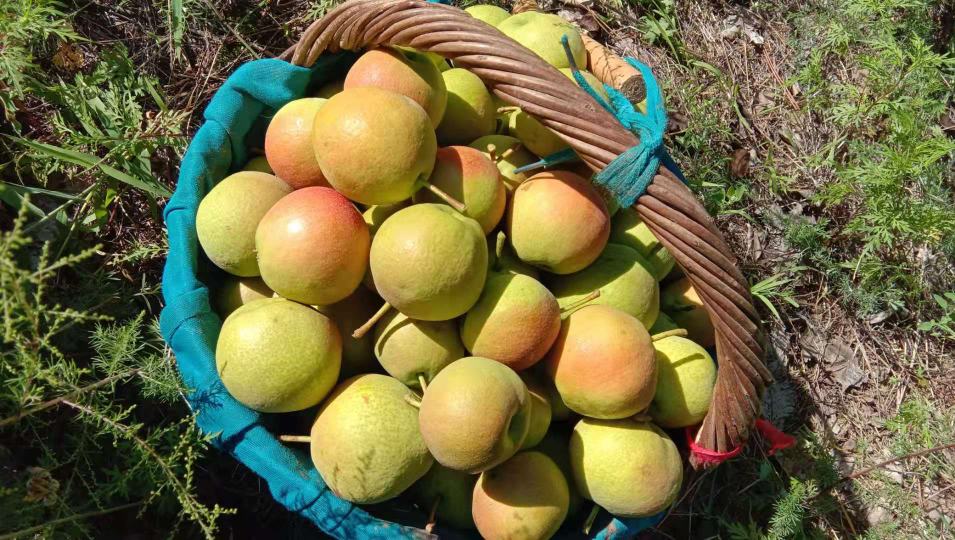 南果梨丰收采摘场景