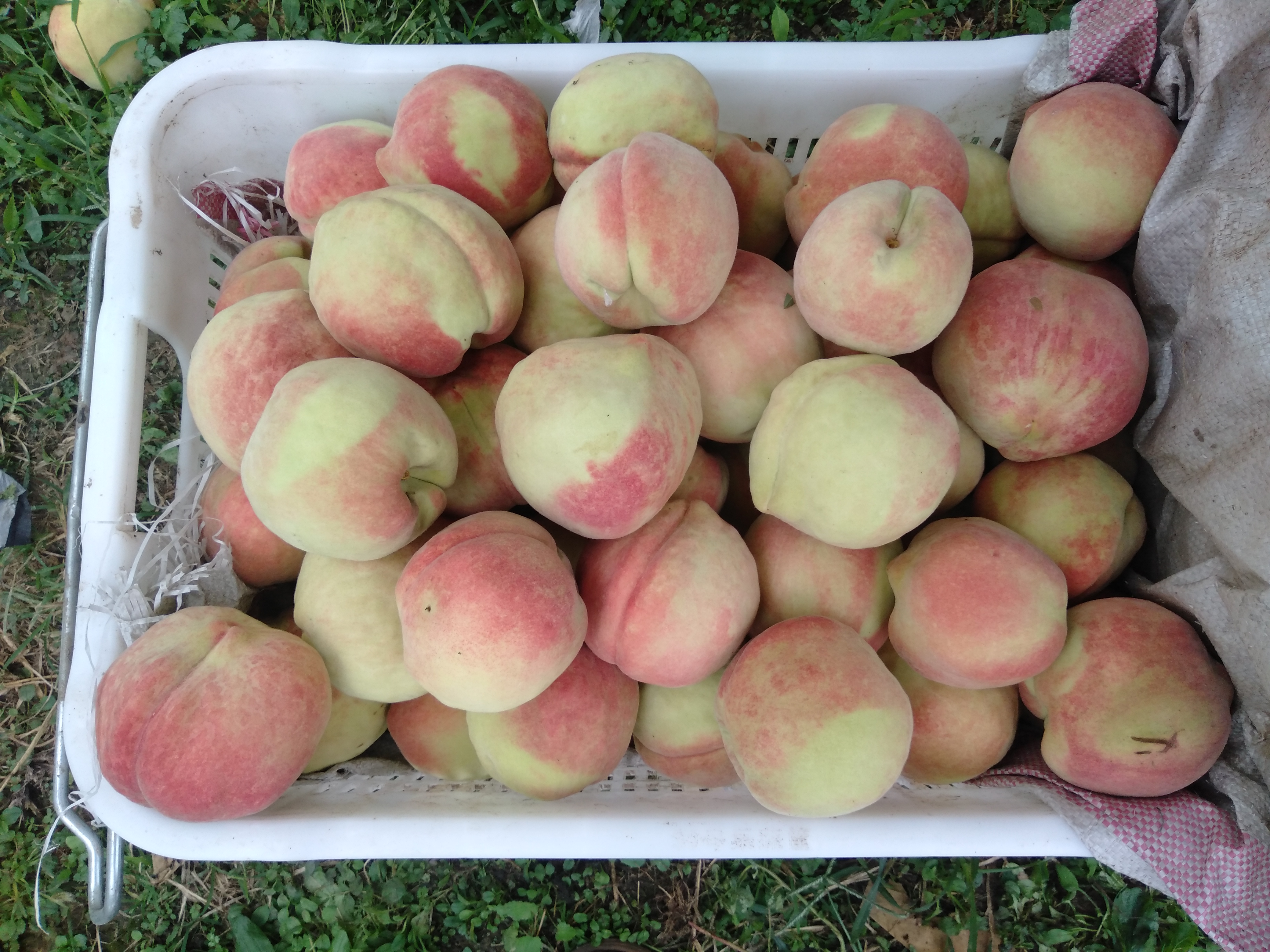 百子寿桃切面特写图